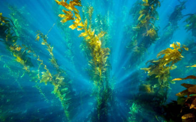 Restoring Marine Forests In Portugal