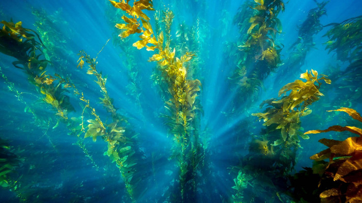 Restoring Marine Forests In Portugal