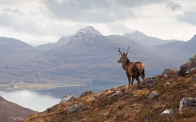 Planting Trees In The Scottish Highlands