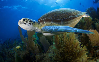 Travel That Goes The Extra Mile: Supporting Climate Heros