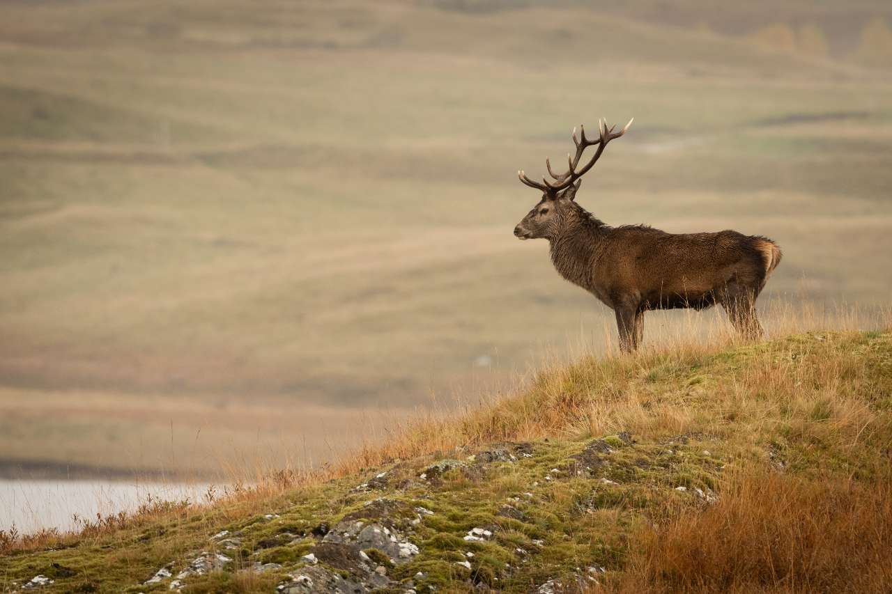 A deer in Scotland