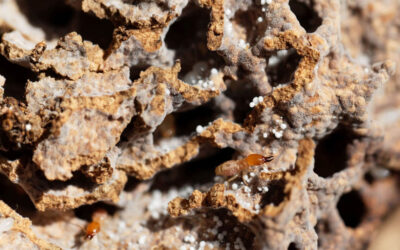 Working with Bugs to Mitigate Drought in West Africa